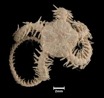 Media type: image;   Invertebrate Zoology OPH-1061 Description: Top down view of single ophiuroid specimen with a scale bar.;  Aspect: dorsal